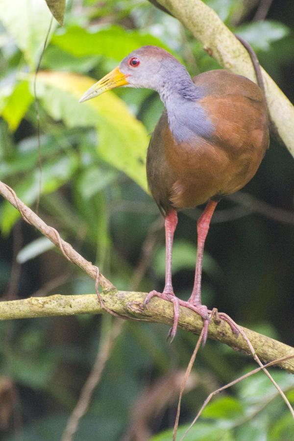 Cacao Lodge And Tours La Fortuna Εξωτερικό φωτογραφία