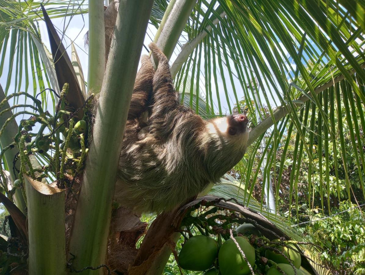 Cacao Lodge And Tours La Fortuna Εξωτερικό φωτογραφία